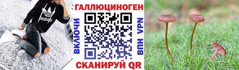 Галлюциногенные грибы Psilocybine cubensis Кудымкар